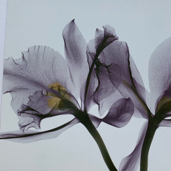 Albert Koetsier Purple Orchid X Ray Print Unframed - Picture 3 of 6